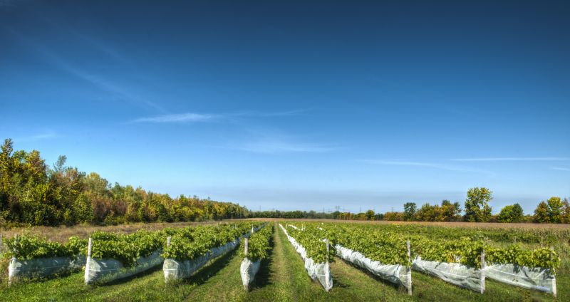 saint-bruno-de-montarville