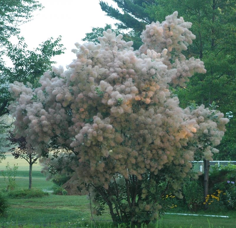 Cotinus en fleur