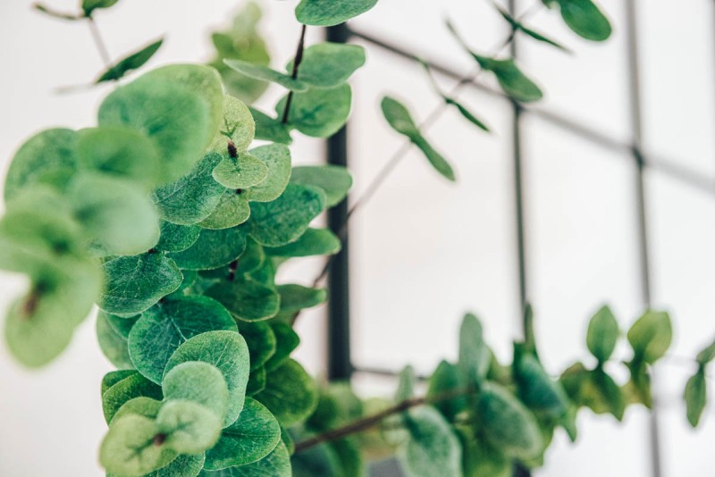 saint-ferreol-les-neiges